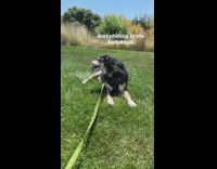 Large black brown dog grass sprinklers leash 