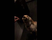 Puppy golden retriever licks peanut butter off a spoon