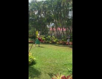 Green skirt garden white top girl photo