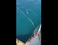 Collab Clips mpugc - Basking shark seen off boat north atlantic