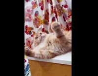 Orange cat lays on white wood bench 