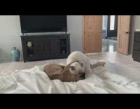 Two himalayan cat play on white bed
