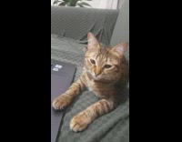 Tabby cat on sofa beside laptop computer