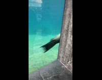 Seal swims by aquarium with side eye 