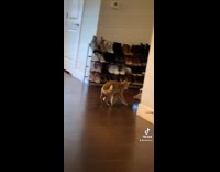 Collab BitchMP - Orange cat stuck on paper bag jumps around 