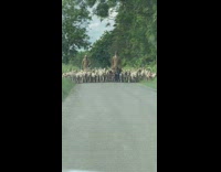 Two men walking with huge group of dogs 
