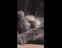 Tabby cat lay on floor lick paws