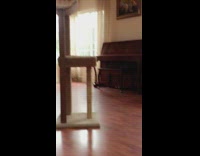 Grey cat on black couch looks out at dog through window 