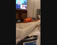 Orange cat put paw on head of white cat