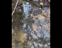 Frog on the puddle croaks and water vibrates