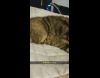 Collab DailyDoseOfInternet - Brown cat sleeps face down on bed 