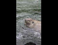 Collab AnimalIG - Dugong swims on water with red eyes