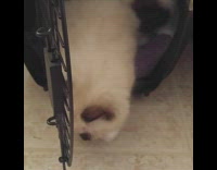 Small white kitten trying to close black cage door purple blanket