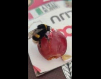 Bee on the slice grape eats it
