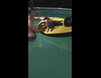 Collab Tesh - Grey Cat Yellow Floatie Pool