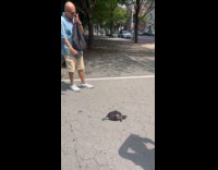 Man walking turtle on leash
