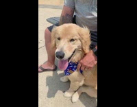 Collab Pets For All - Golden retriever dog blue bandana grey shirt 