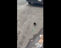 Pigeon fights with baked ziti on street
