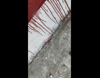 Hairless rat run crawl on street sidewalk