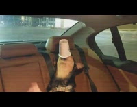 Dog in car eats starbucks puppuccino treat