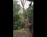 Orange shirt guy cuts tall tree