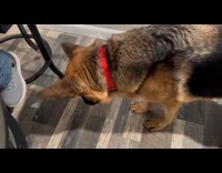 Two dogs eats peanut butter from owner