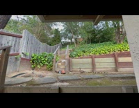 Mother duck and  ducklings climb up stairs