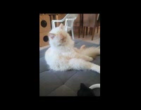 White cat sleeps while sitting on couch