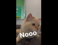 Man Teases Cat then Meows Cutely at Him