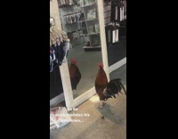 Brown chicken stares at mirror reflection store