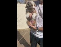 Guy holds dog in his arms and bounces it up and down