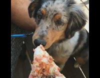 Dog eats pizza before woman allows it to