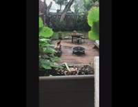 Collab DailyDoseOfInternet - Grey red bird takes worm brown planter 