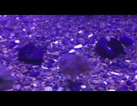 Lumpsucker swims and rests on top of a rock