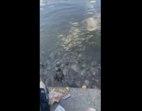Turtles gather around at park in water for crackers 