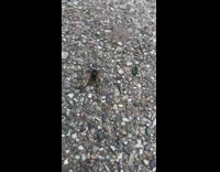 Wasp crawls on the ground without the half of its body