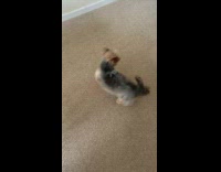 Crazy Yorkie dog barks loudly at dog outside, spins in circle and thrashes lightsaber toy around