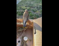 Bird hops out of box and then flies away
