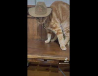 Orange cat wear brown sheriff hat cabinet