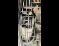 Husky dog teeth grey kennel crate door 