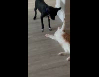 Dog approaches cat lying on the floor