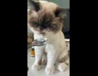 Cat Licks Snack from Spoon 