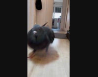 Pigeon builds nest pushes camera away when caught