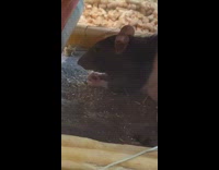 Mouse eats food inside small house while man imitates it