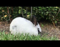 Collab Pets For All - black and white bunny eating grass