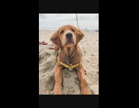 Golden retriever dog instagram vs reality 