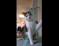 Cat slaps the tube played by filmer