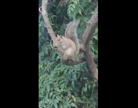 Squirrel on tree branch wag its tail