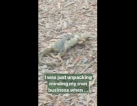 German Shepherd sniffs and takes away dead squirrel 