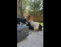 Small white dog fighting big black dog 